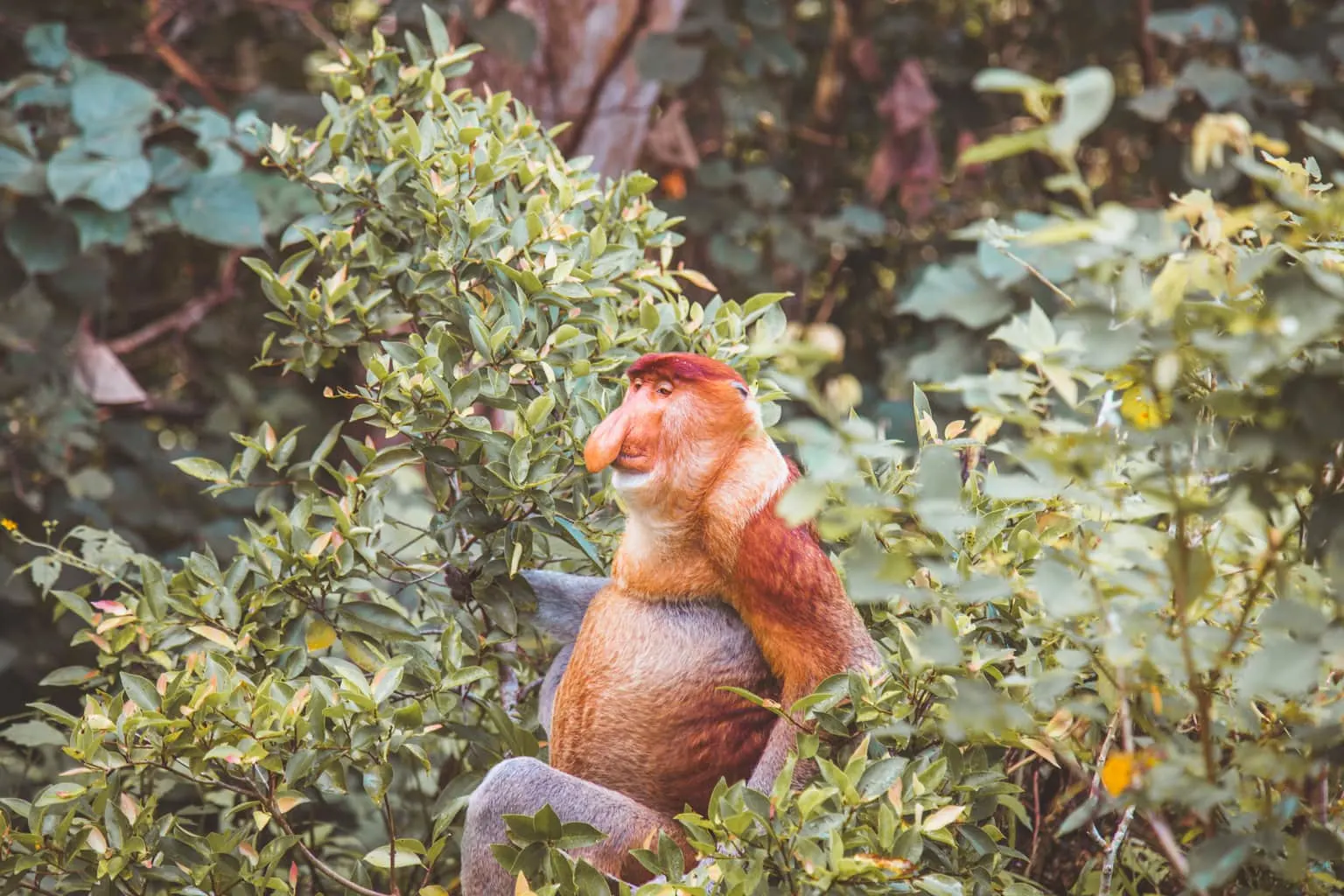 Proboscis monkey Borneo, Malaysia, Animal Welfare, Wildlife Sustainable Travel