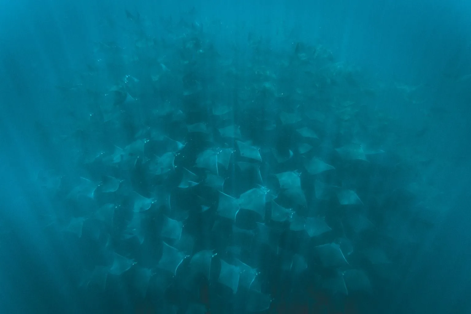 La Paz Mobula Rays Snorkel Marine Life Sea of Cortez