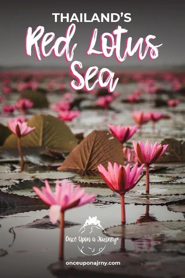 Thailand's Red Lotus Sea