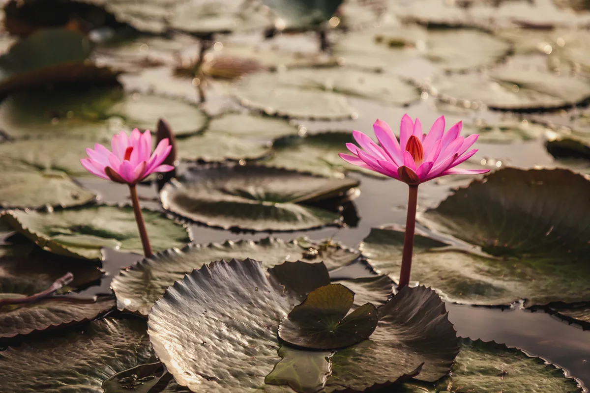 difference between water lily and lotus