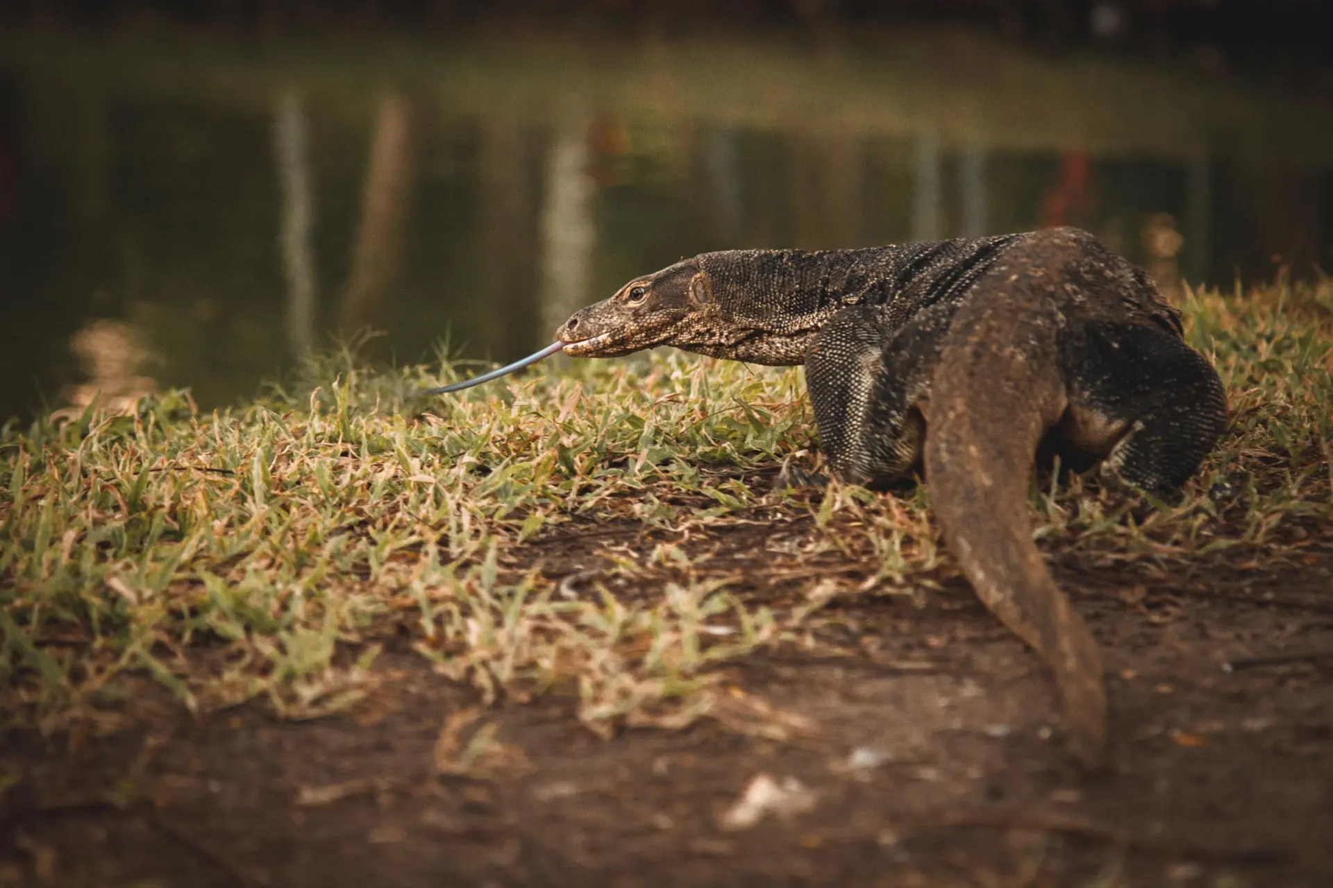 Monitor lizard, Lumphini Park, Bangkok