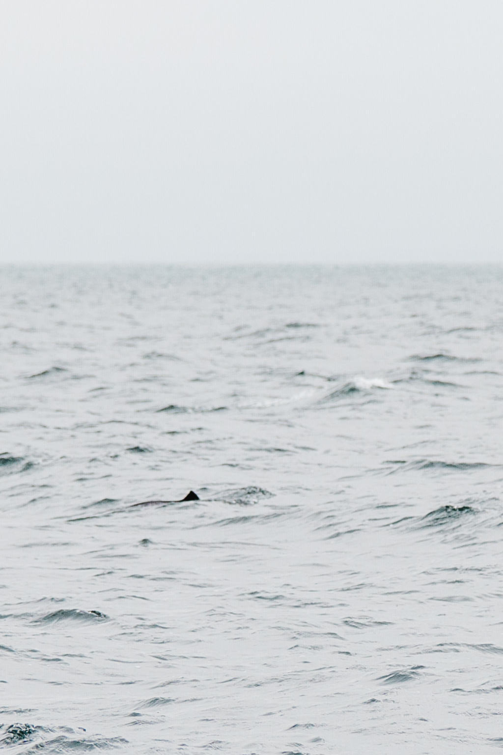 Kullaberg National Park, Whale Safari, Skåne, Sweden