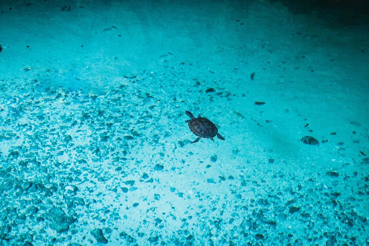 Gran Cenote Turtles