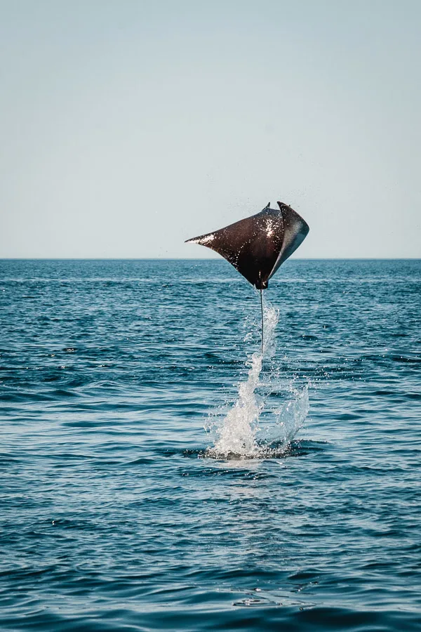 Mobula rays, jumping rays, diving in Mexico