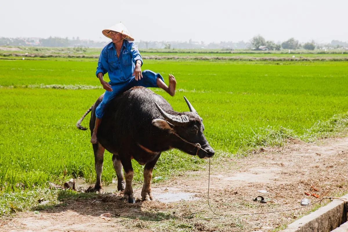 Water Buffalo Getting Around Vietnam