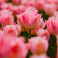 Best tulip fields Netherlands map