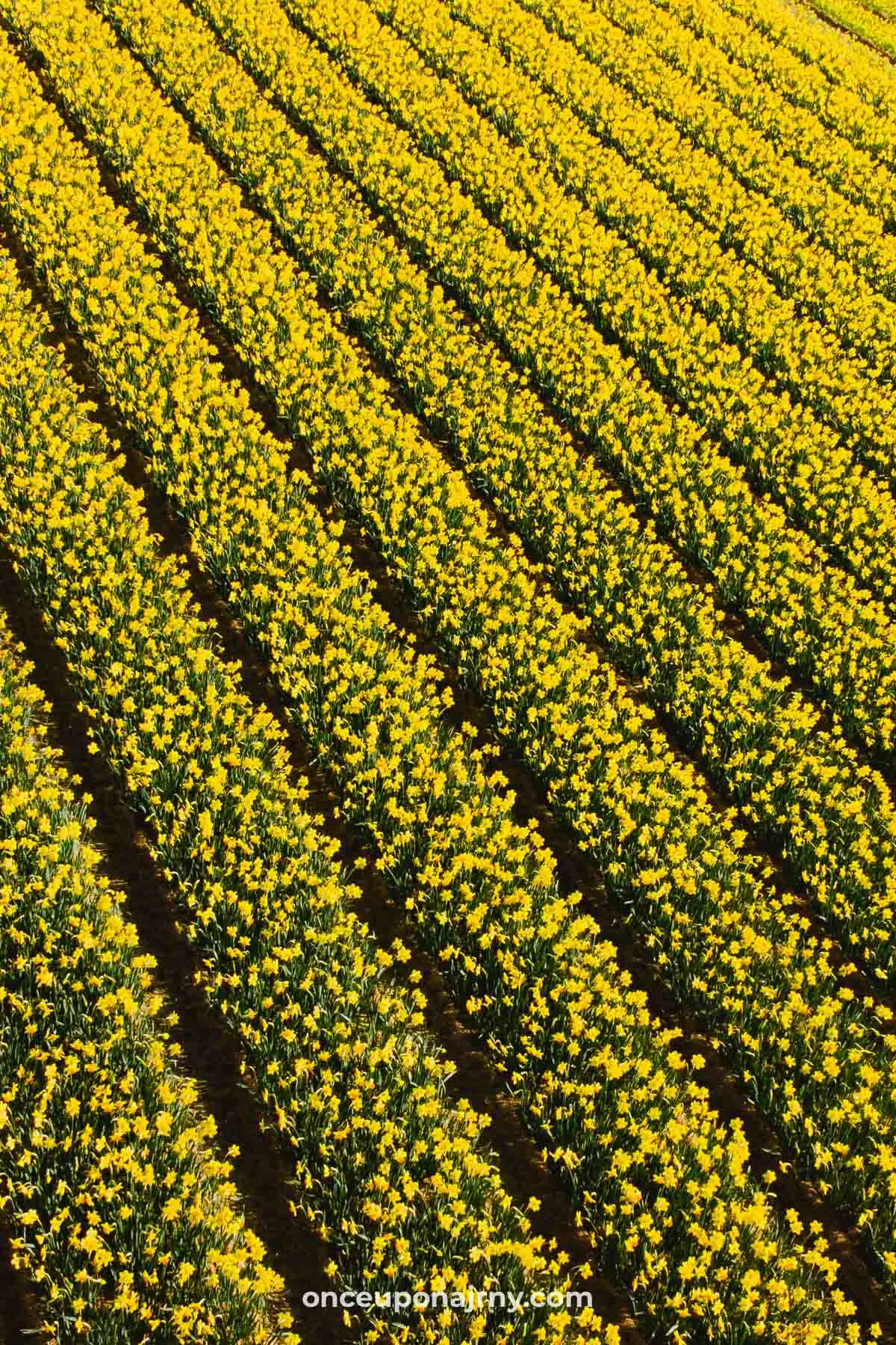 Daffodils Flower Fields Netherlands Keukenhof
