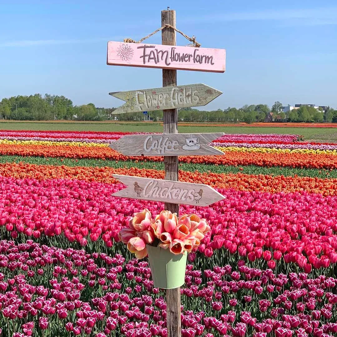 FAM Flower Farm tulip farm