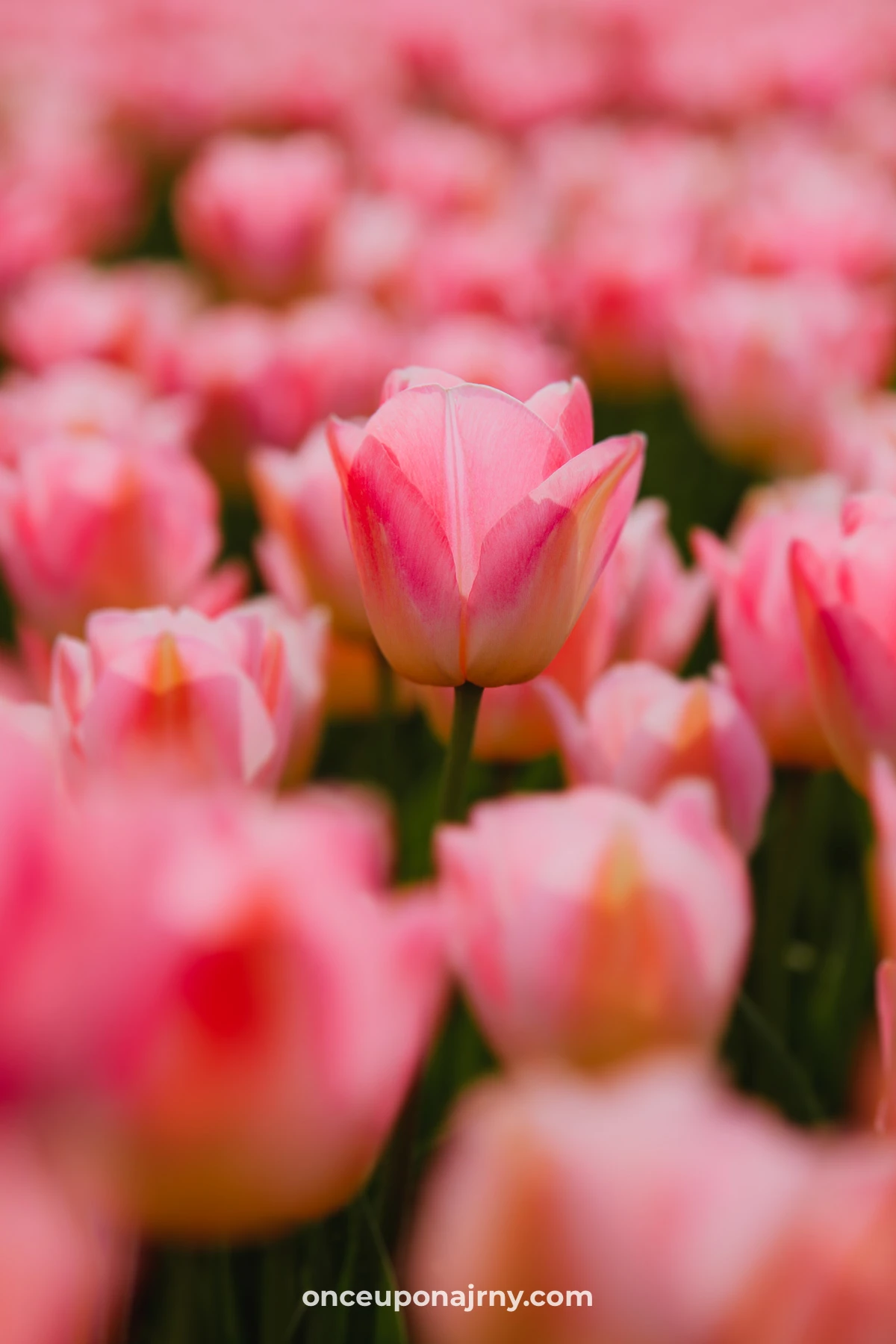 Pink tulip field Netherlands