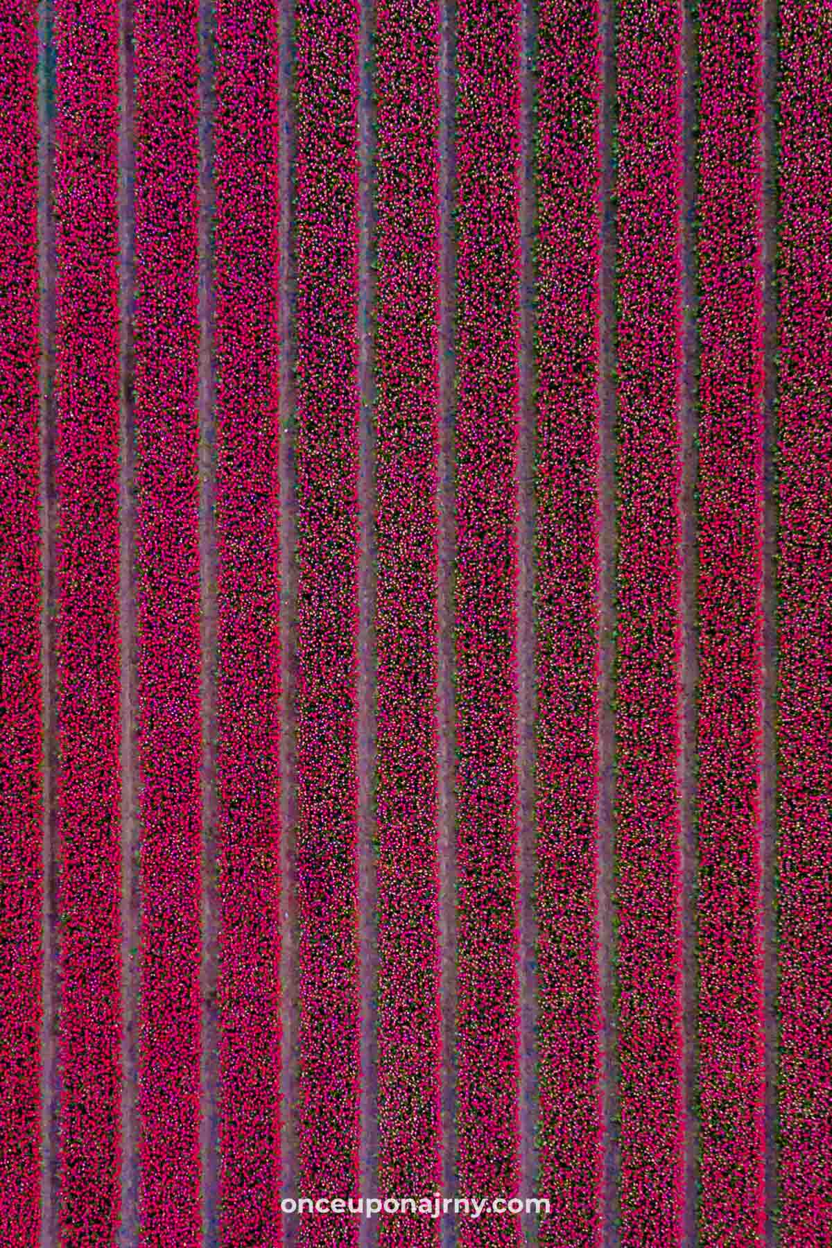 Pink tulip fields Holland aerial drone photo