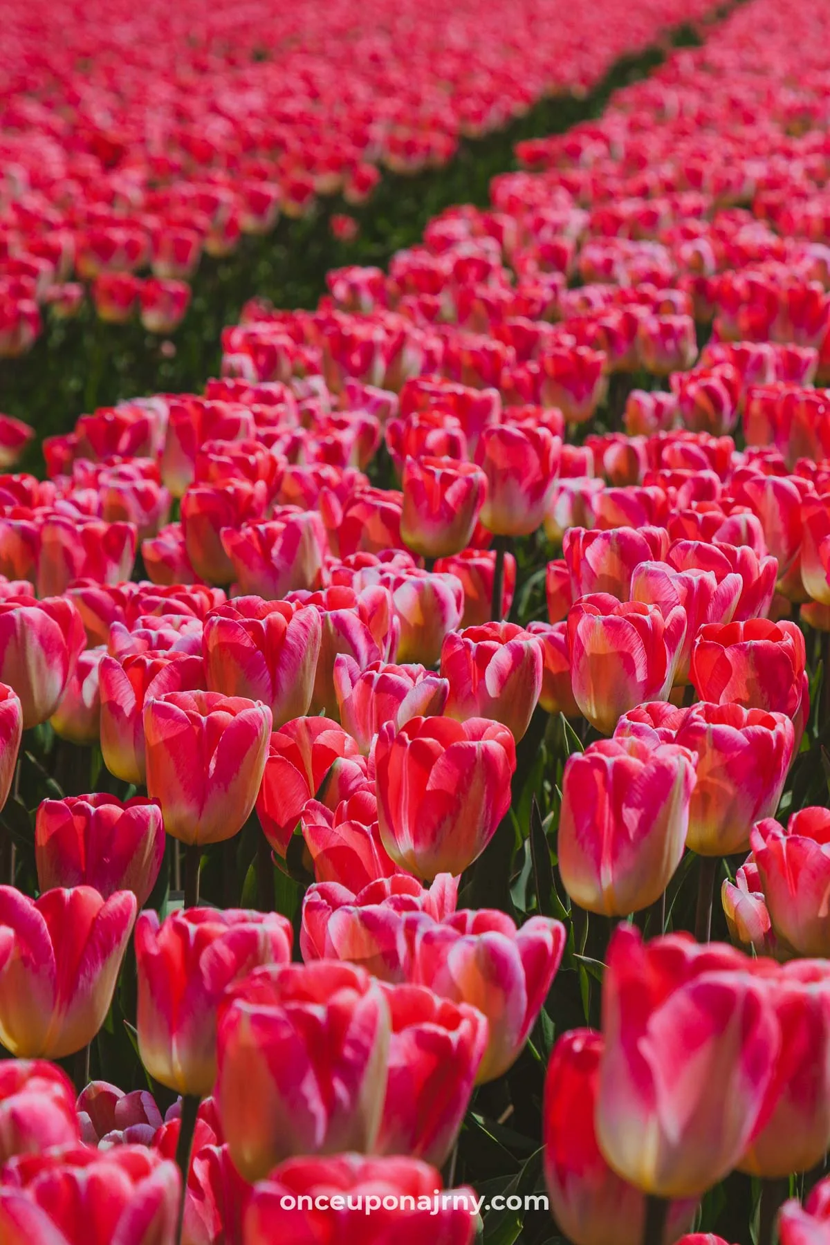 Pink tulip fields Netherlands