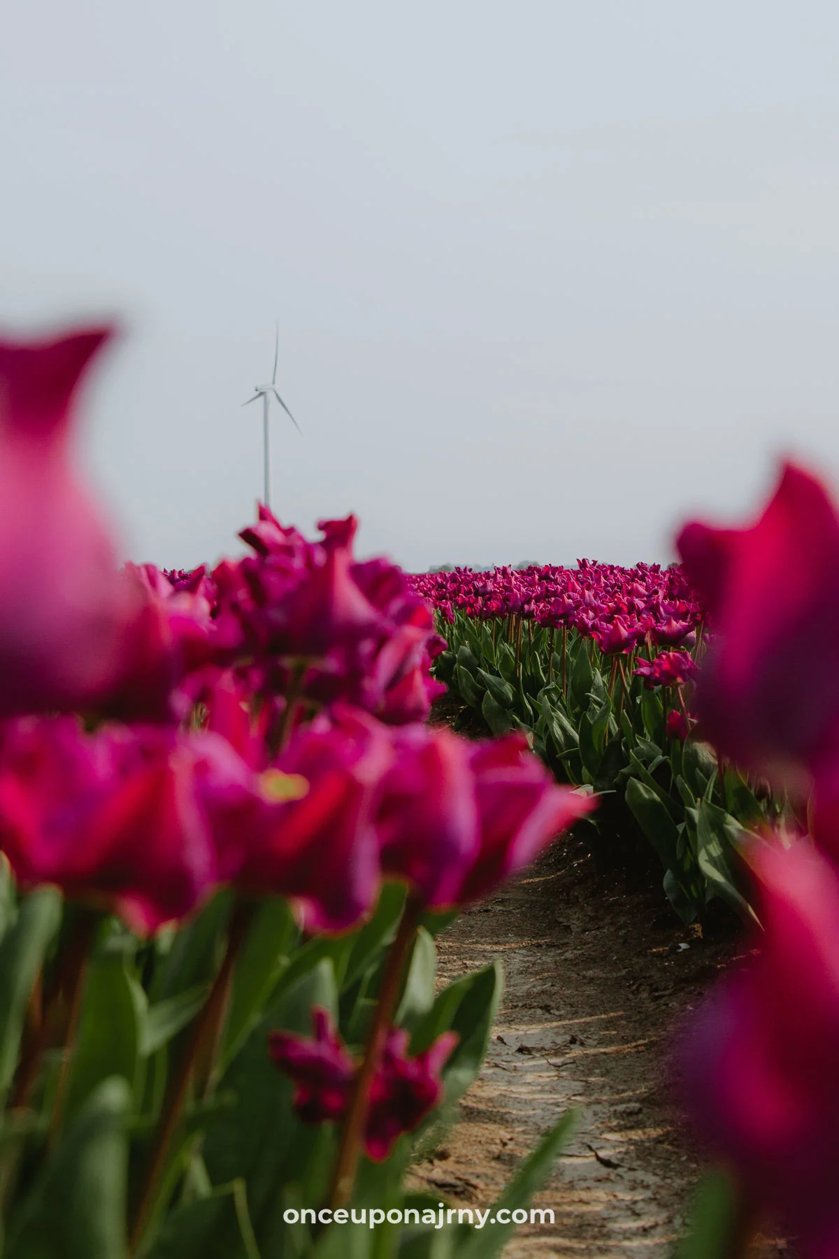 Purple tulip fields windmill Netherlands Flevoland Zeewolde