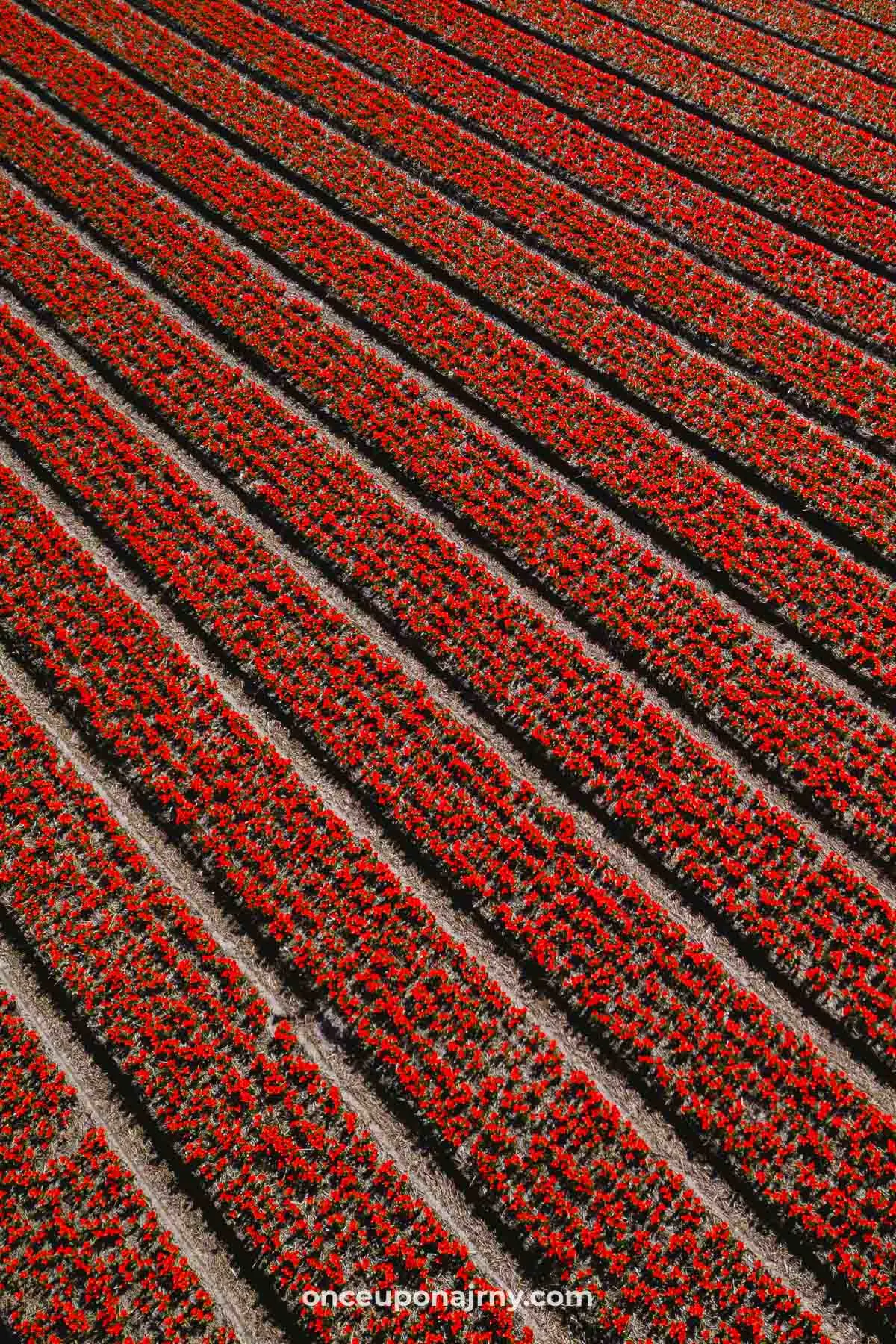 Red tulip fields Holland