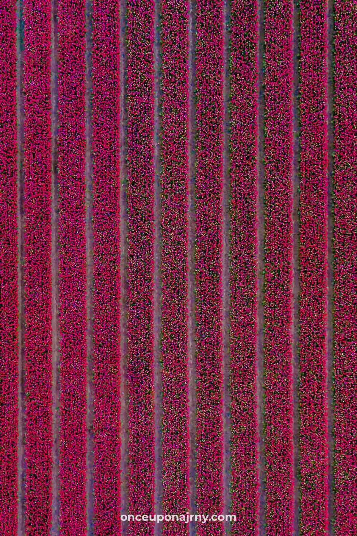 Roze tulpenveld Flevoland Zeewolde