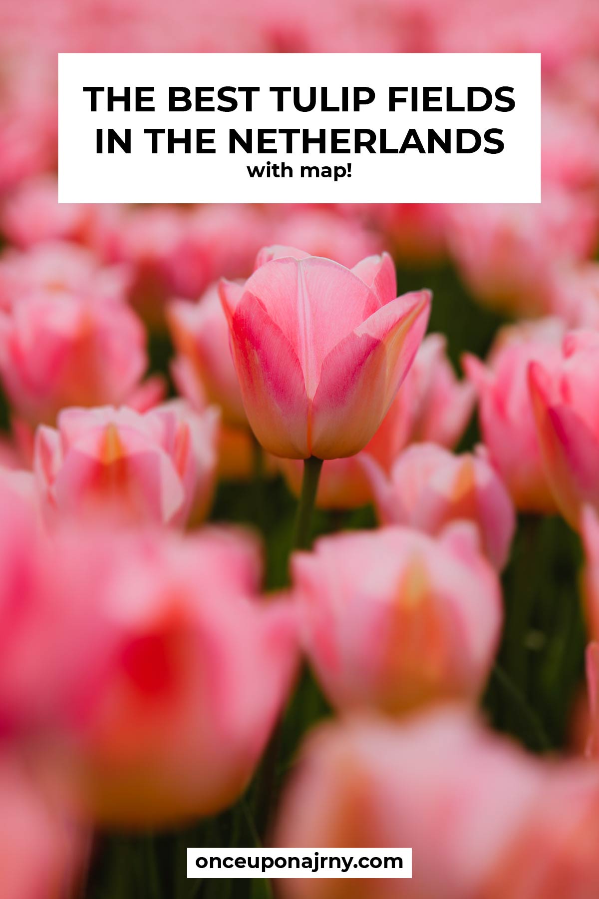 The best tulip fields netherlands map