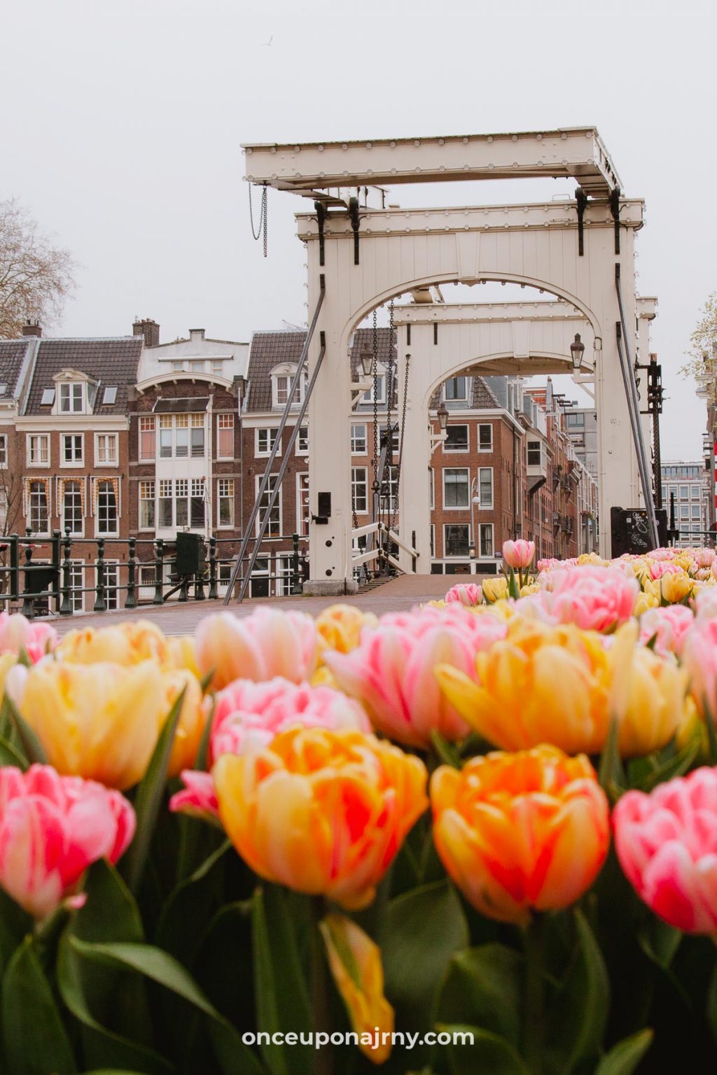 The Best Tulip Fields Netherlands + Map Once Upon a Journey