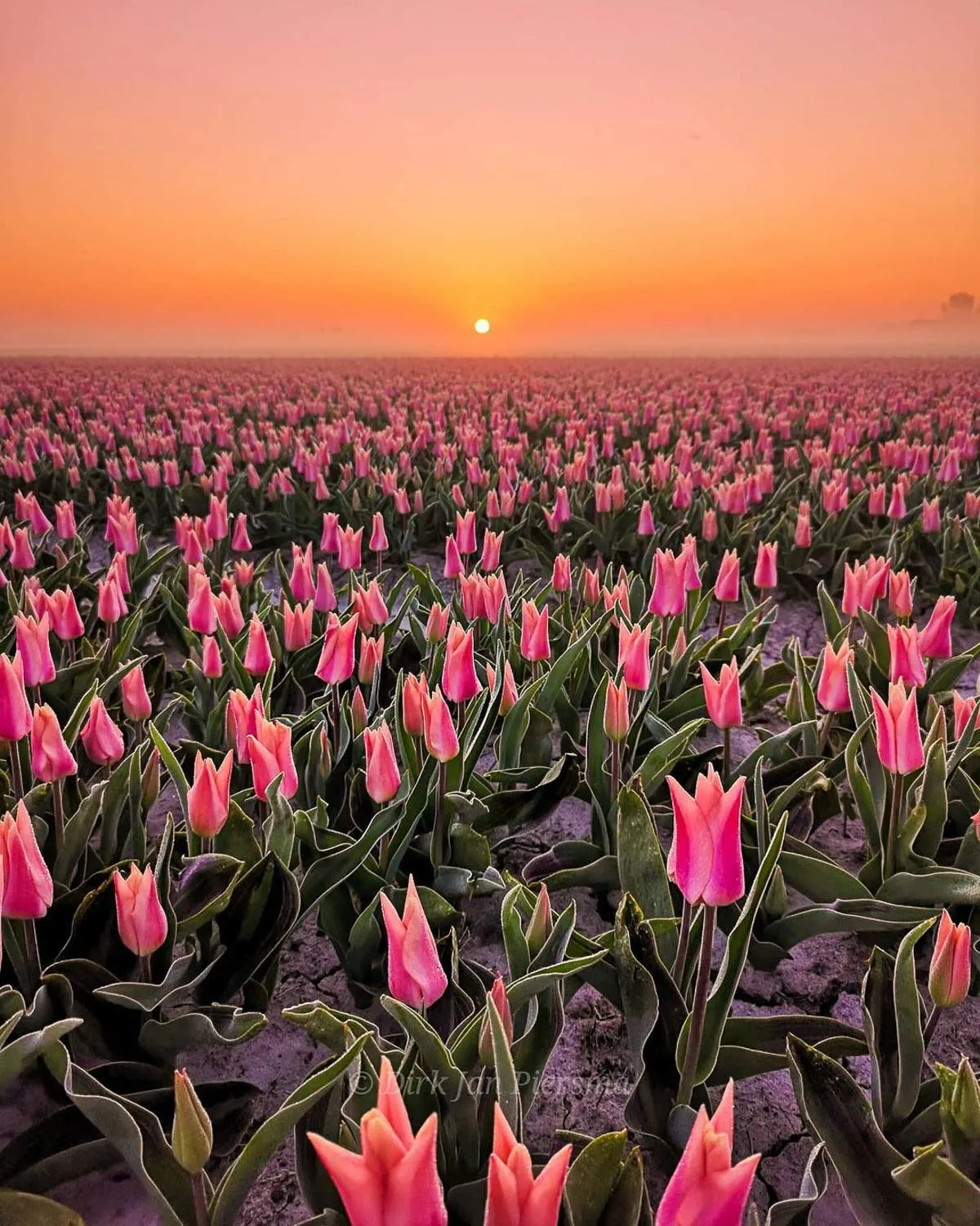 Tulip fields Friesland Workum by photographer Dirk Jan Piersma