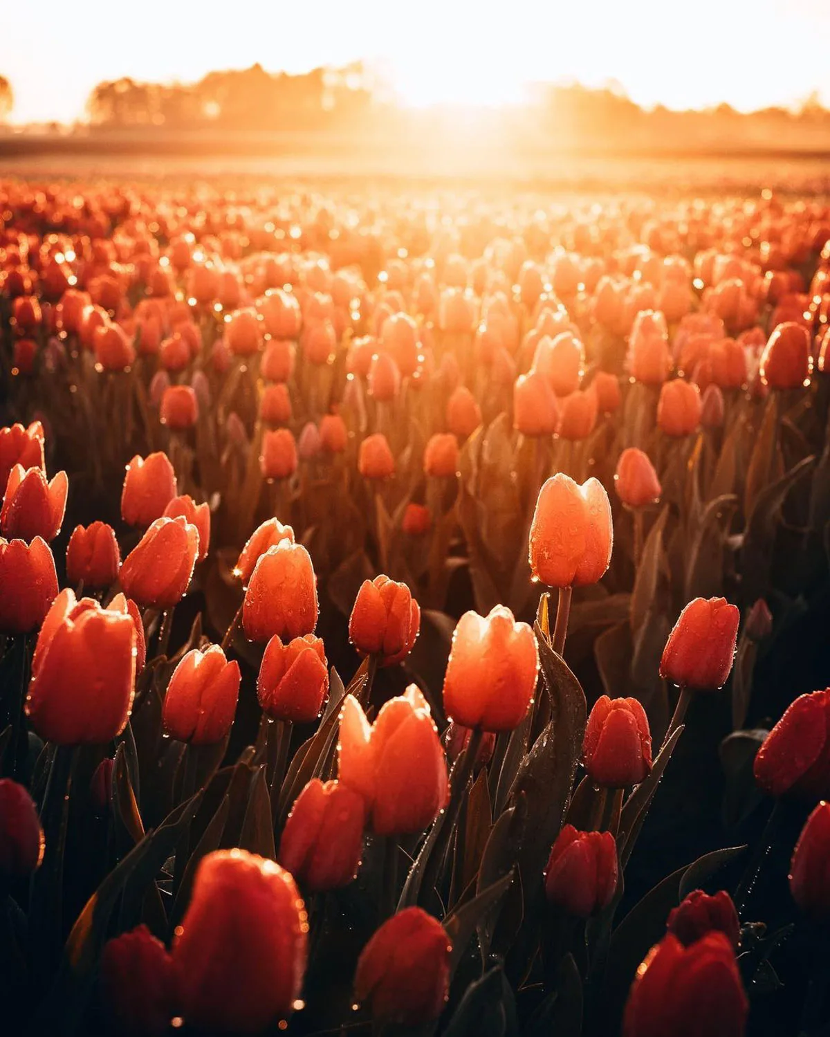 Tulip fields Groningen Smilde by photographer Marion Stoffels