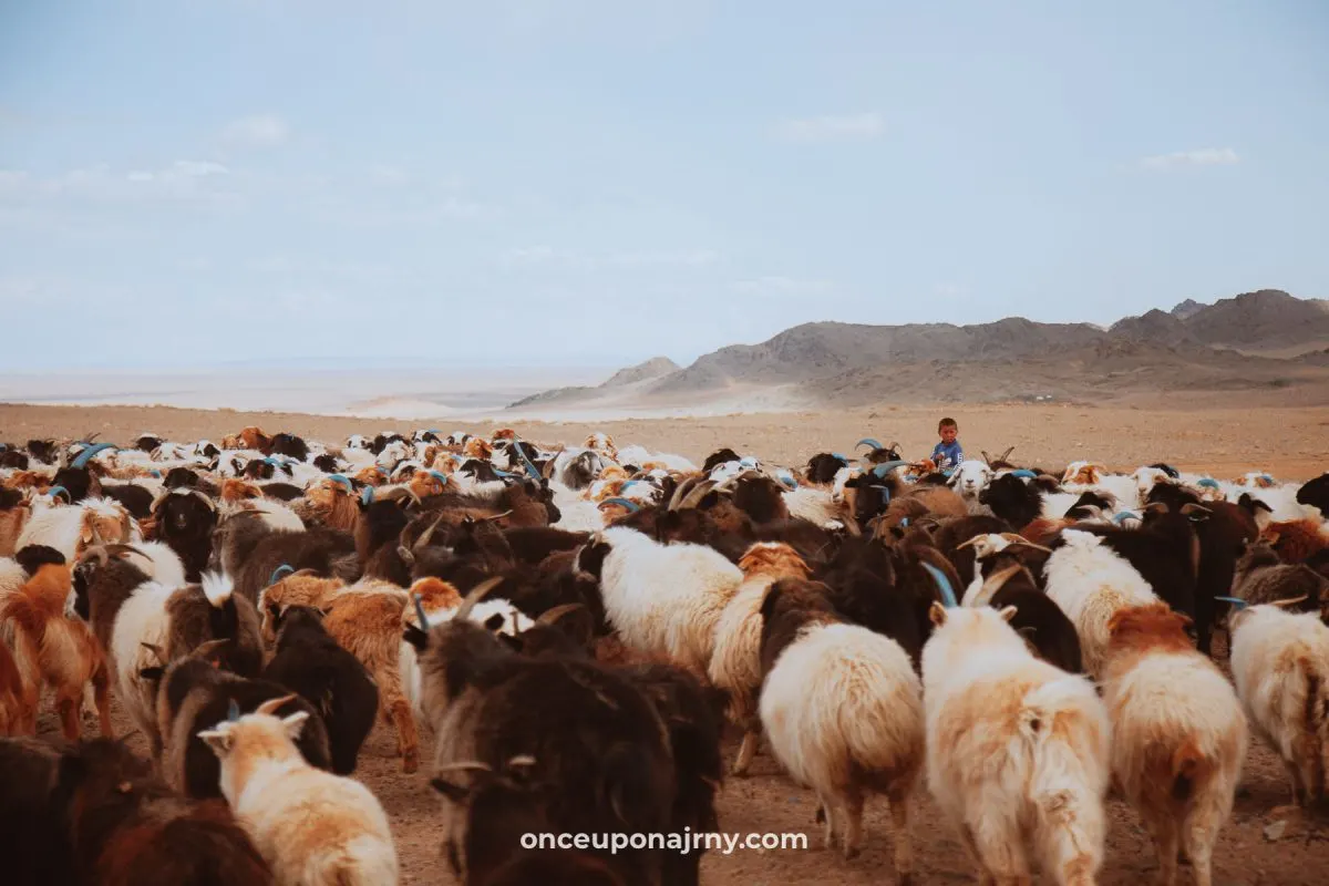 Animal traffic jam in Mongolia sheep and goats