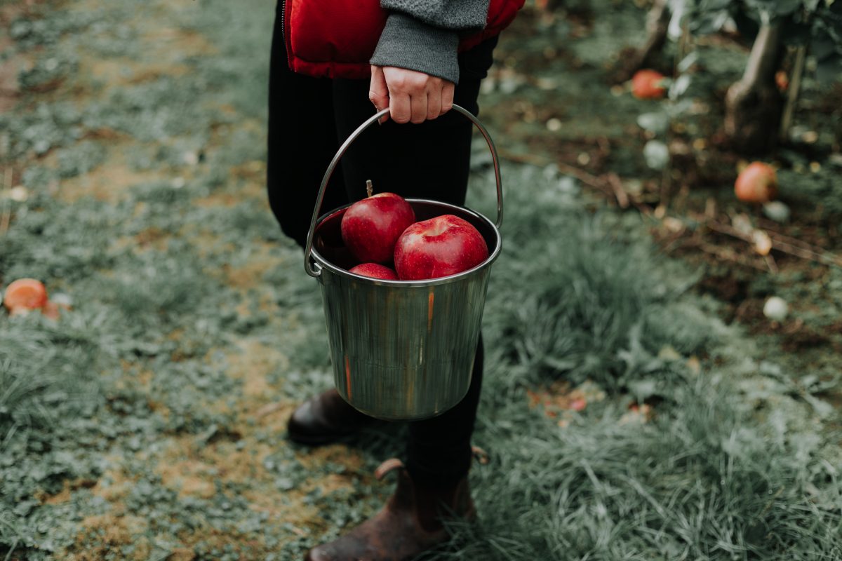 Apple picking upstate New York Dutchess county