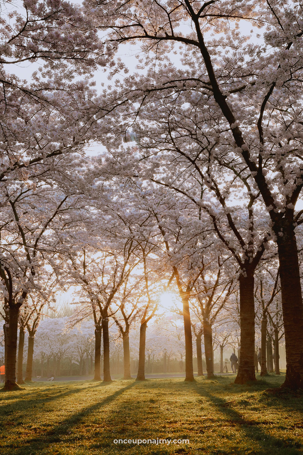 Cherry blossom park Amsterdam