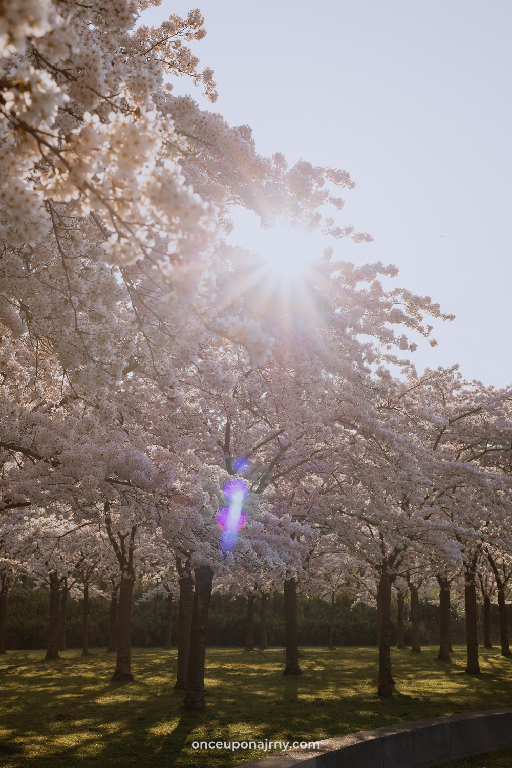 Cherry blossom park Amsterdamse bos