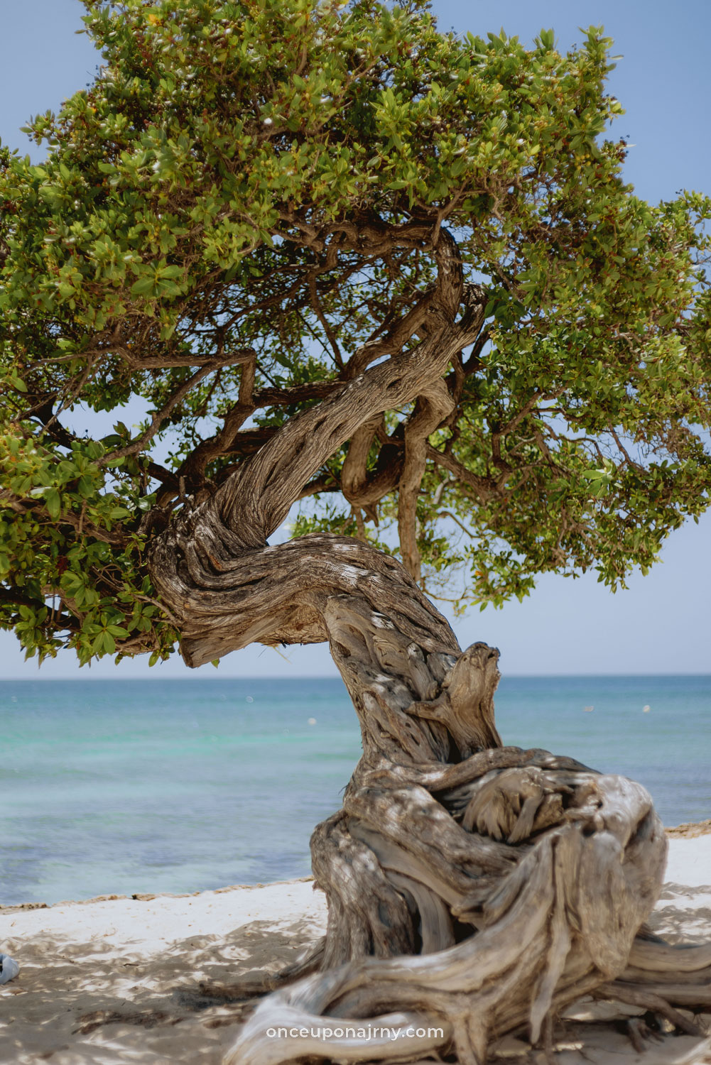 Eagle Beach, Fofoti trees, Aruba