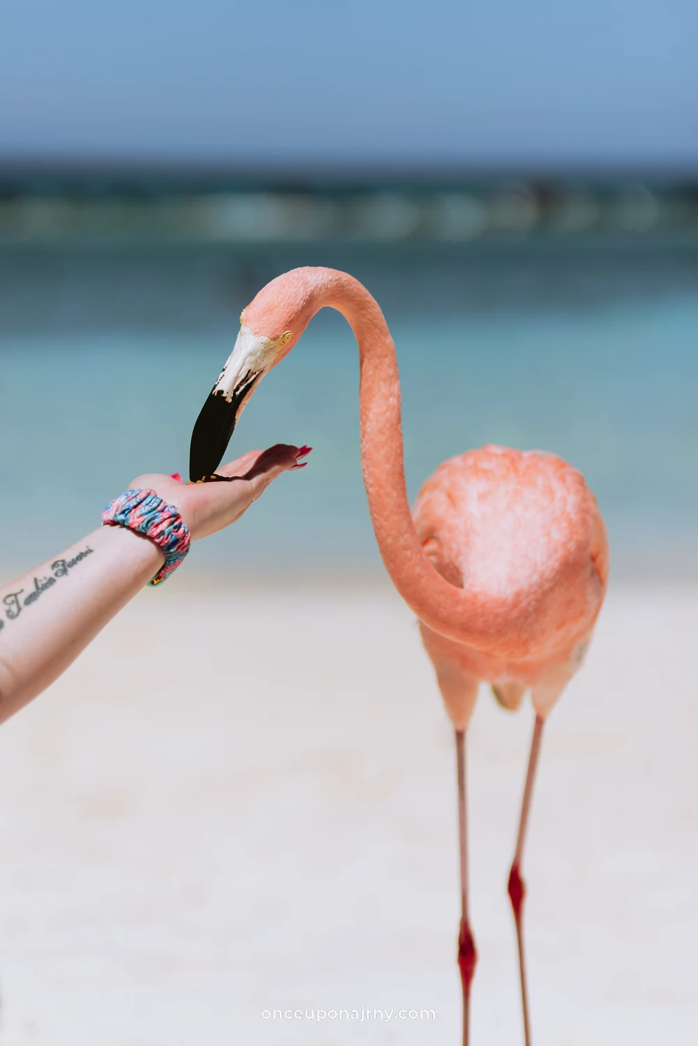 Renaissance Island Aruba, flamingo eiland