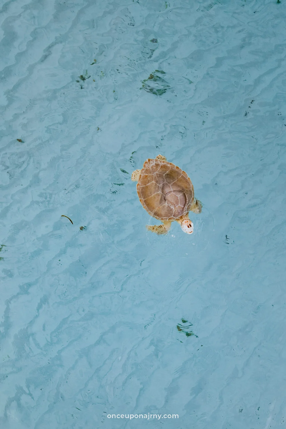 Tres Trapi, Aruba snorkeling