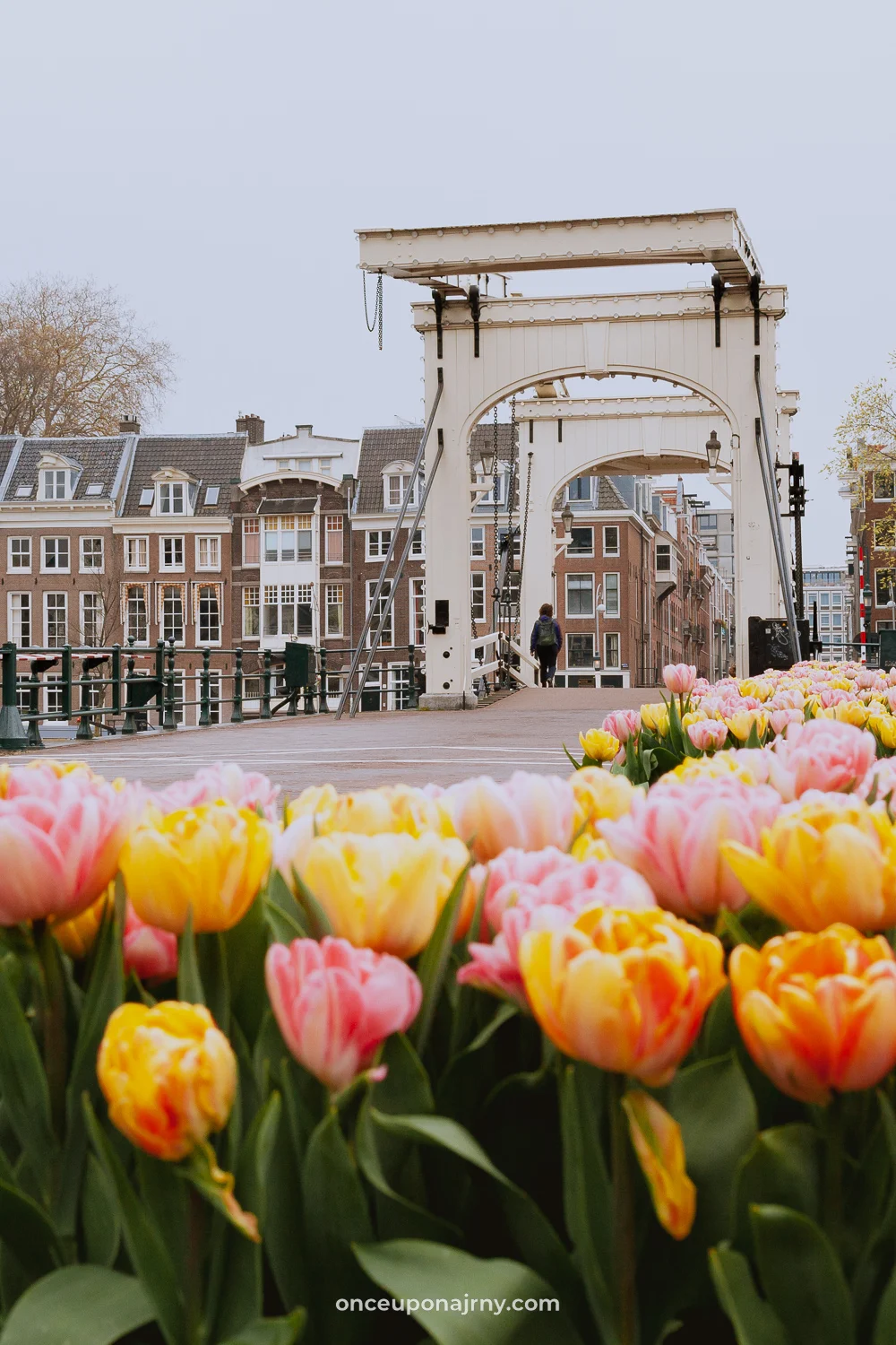 Magere Brug Amsterdam tulpen