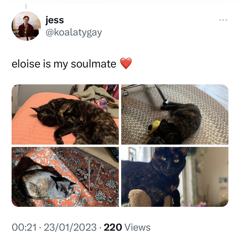 cat tweet by Jess @koalatygay